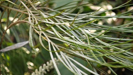 Grevillea, Spider Flower or  Silky oak. © lesyeuxdedidi
