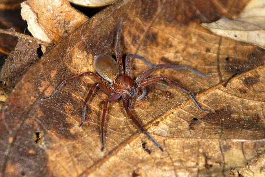 Giant Huntsman Spider (Heteropoda borneensis) on forest leaf litter, Sarawak, Borneo