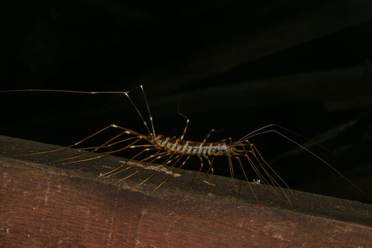 Long-legged Centipede (Thereuopoda longicornis), Sarawak, Borneo