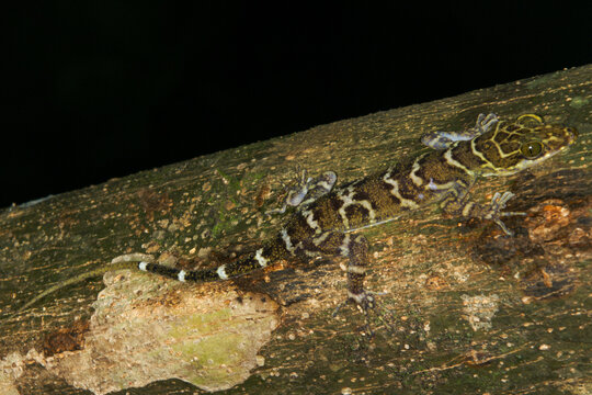 Borneo Bow-fingered Gecko (Cyrtodactylus malayanus) on tree branch, Sarawak, Borneo