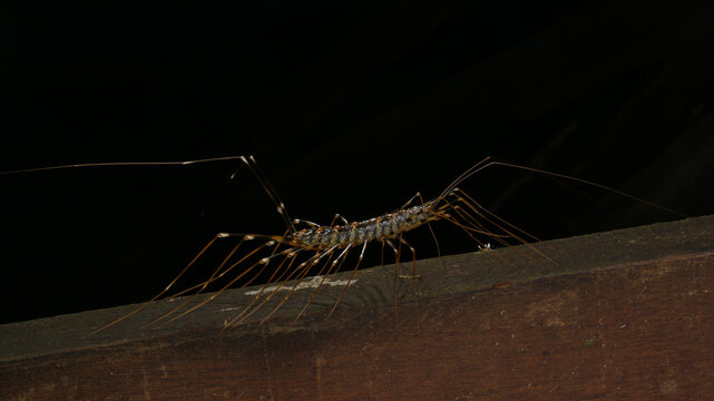 Side view of a Long-legged Centipede (Thereuopoda longicornis), Sarawak, Borneo
