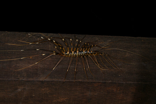 Top view of a Long-legged Centipede (Thereuopoda longicornis), Sarawak, Borneo