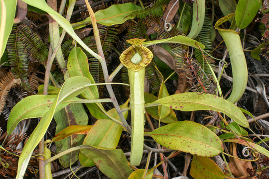 Pitcher of Nepenthes mirabilis var. echinostoma, Sarawak, Borneo