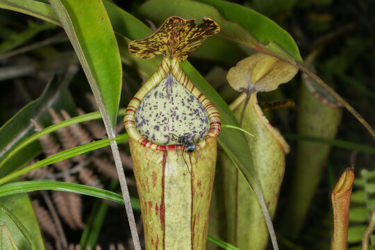 Close-up of the pitcher of Nepenthes stenophylla &times; reinwardtiana with black drummer ant, Kelabit Highlands, Sarawak, Borneo
