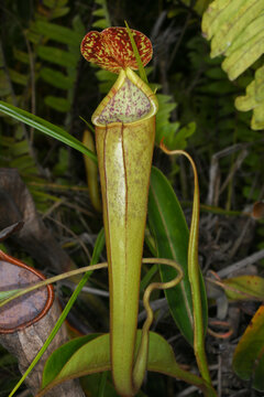 Pitcher of the natural hybrid Nepenthes stenophylla &times; reinwardtiana, Kelabit Highlands, Sarawak, Borneo
