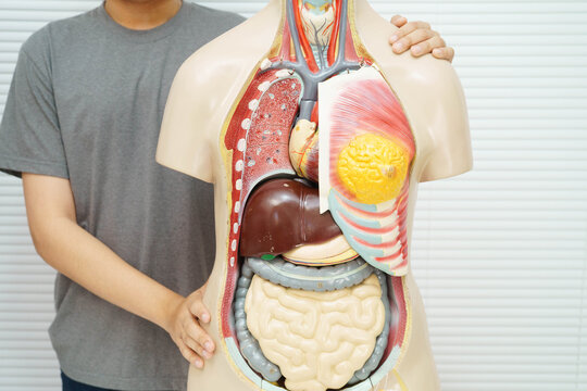 Asian student learning with human body model in anatomy biology in classroom at high school.