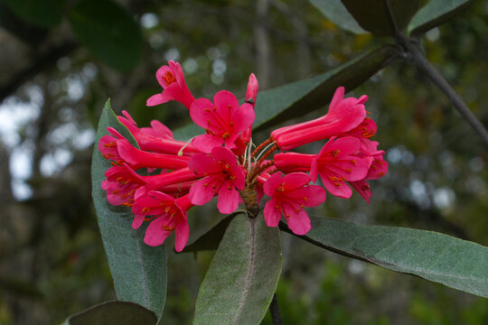 Flowering Rhododendron durionifolium in the montane rainforest of Sarawak, Borneo