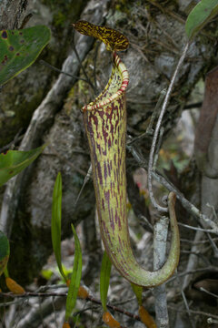Upper pitcher of Nepenthes stenophylla growing in montane rainforest, Kelabit Highlands, Borneo