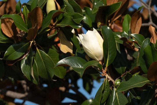 White flower bud of Southern Magnolia or Magnolia grandiflora among glossy green leaves in Greece.