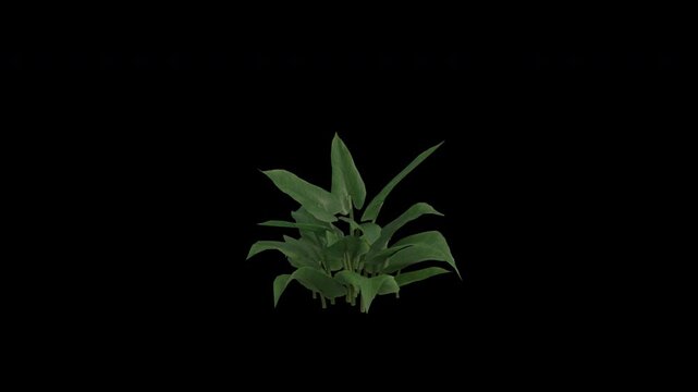 Calla Lily Plant Swaying in Wind Loop Animation with Alpha Channel. Wind Blows The Arum Lily Plant. Zantedeschia Aethiopica Plant Leaves Swaying. Animated Flowering Plant Branches Moving in Breeze. Tr