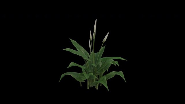 Calla Lily Plant Swaying in Wind Loop Animation with Alpha Channel. Wind Blows The Arum Lily Plant. Zantedeschia Aethiopica Plant Leaves Swaying. Animated Flowering Plant Branches Moving in Breeze. Tr