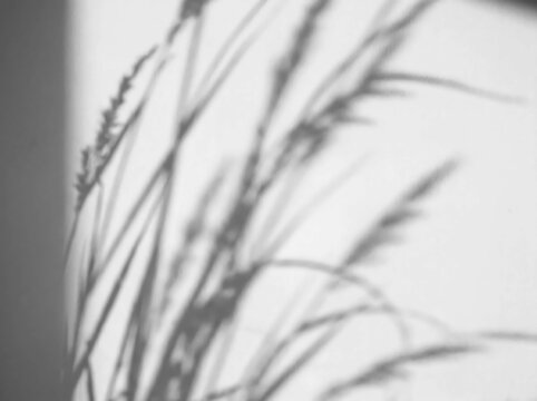 Reed grass shadow overlay of tall stems casting a soft silhouette on white wall background
