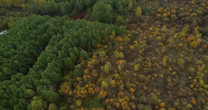 Cinematic ascending aerial shot over a dense mixed forest showing a beautiful contrast between green and yellow autumn foliage in Tver Region, Russia