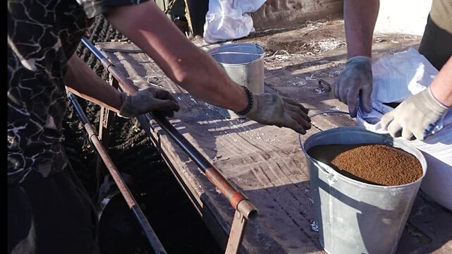 Farm workers loading rapeseed canola seeds into grain seeder hoppers before planting season on agricultural field