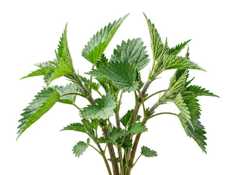 Bushy vibrant green stinging nettle plant, multiple stems, textured leaves, isolated on a transparent background.