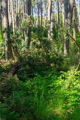 Fototapeta premium A fallen coniferous tree on the grass in a forest is illuminated by sunlight. Tree trunks are in the background. The aftermath of heavy snowfall.