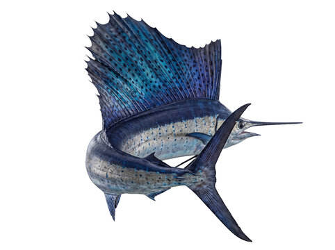Dynamic photograph of two Atlantic sailfish, Istiophorus platypterus, with their majestic dorsal fins.