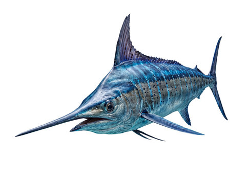 Stunning photograph of a vibrant Atlantic sailfish, Istiophorus platypterus, with its distinct bill.