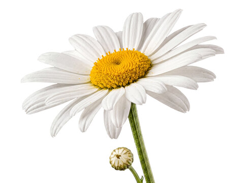 Fresh white daisy flower with a delicate bud blooming on a vibrant green stem, isolated on a transparent background.