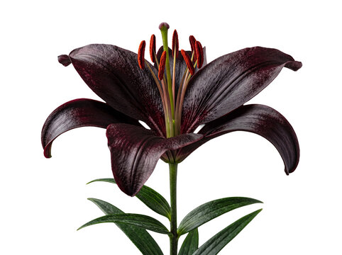 Single exquisite dark burgundy oriental lily with vivid orange stamen, green stem, and fresh leaves.
