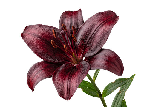 Striking dark magenta oriental lily flower with detailed petals and visible green stem.
