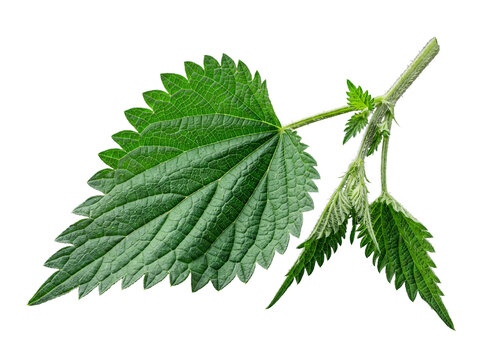 Single vibrant green stinging nettle stem with large textured leaf and new growth, isolated on transparent background.