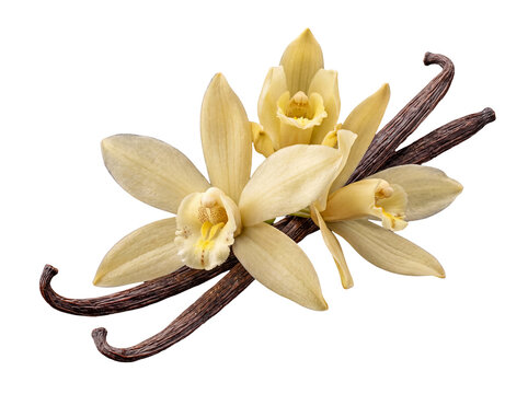 Vanilla bean pods and delicate orchid flowers, a fragrant and elegant composition, isolated on transparent background.