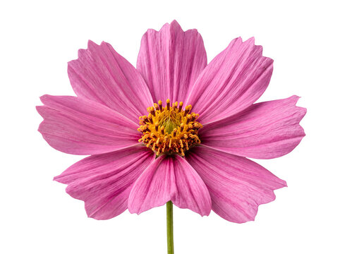 Stunning single pink cosmos flower with a bright yellow center, vibrantly isolated on transparent background.