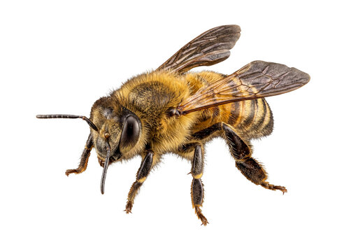 Detailed high-resolution photograph of a honey bee in flight, captured with intricate wing and body textures.