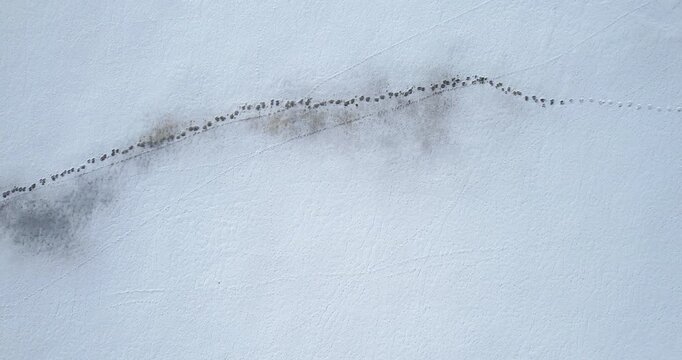 Top-down aerial view of fresh wild animal tracks crossing a pristine flat snow-covered field in winter
