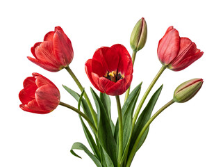 Naklejka premium Beautiful photograph of a bouquet of vibrant red tulips, with three open flowers and two buds.