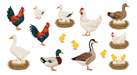 Fototapeta premium Diverse assortment of farm poultry including roosters, hens in nests with eggs, ducks, geese, and cute yellow baby chicks in flat style.