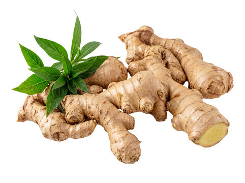 Vibrant photograph of fresh ginger roots, showcasing their textured skin and earthy tones, accompanied by green leaves.