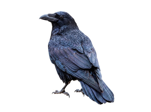 Elegant common raven, Corvus corax, in detailed profile with iridescent plumage, isolated on transparent background.