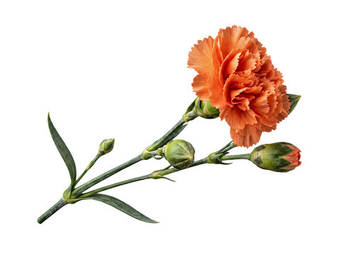 Photograph of multiple developing orange carnation buds alongside one open bloom on a green stem.