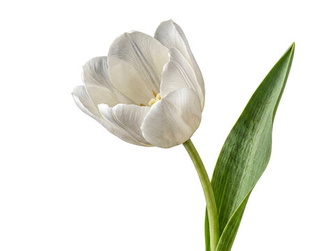 Single elegant white tulip with a vibrant green stem and leaf, isolated on a transparent background.