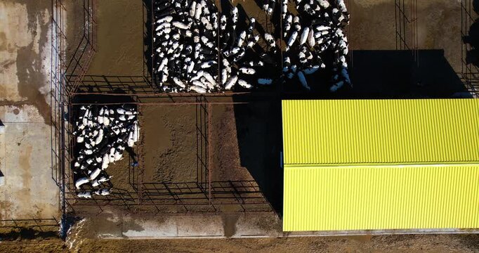 Top-down aerial view directly over a herd of black and white cows in a muddy farm pen next to a bright yellow roof