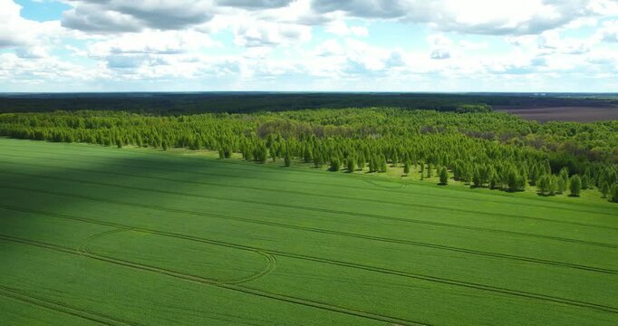 Aerial view flying over a vibrant green winter wheat field bordered by a dense deciduous tree line on a bright summer day