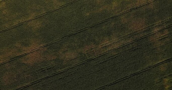 Aerial forward flying shot over a vast expanse of agricultural fields patterned with large cloud shadows under a dramatic sky