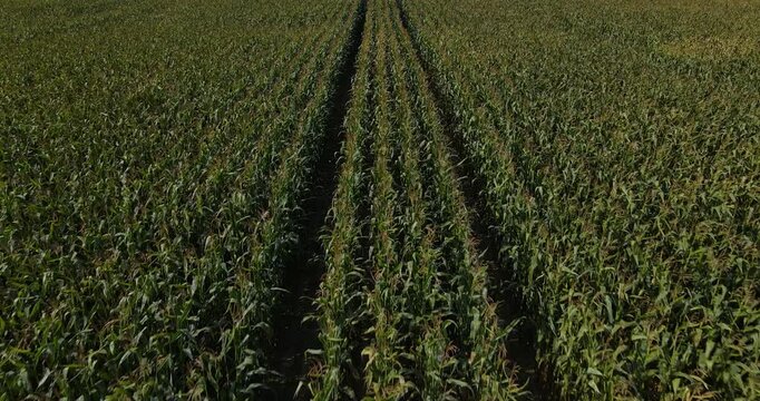 Low altitude aerial forward tracking shot moving down a dirt path through a field of tall dry ripe corn