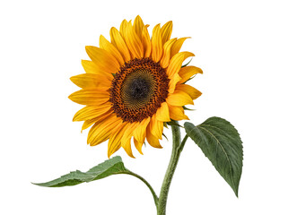 Obraz premium A beautiful, front-facing sunflower showcasing its radiant yellow petals and prominent green leaves.