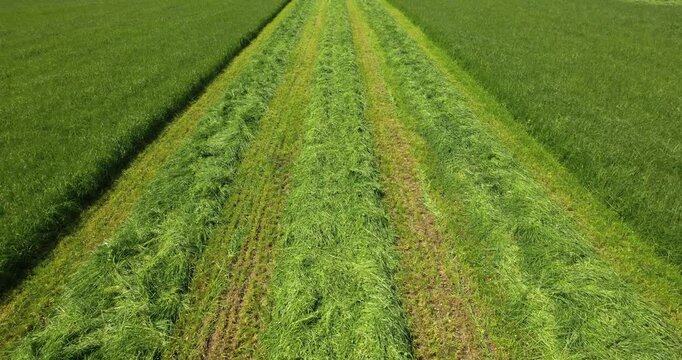 Aerial forward flying shot over a bright green field with freshly cut grass arranged in straight windrows