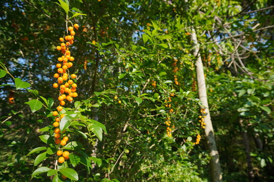 The ornamental plant duranta erecta is often used to fence in home gardens