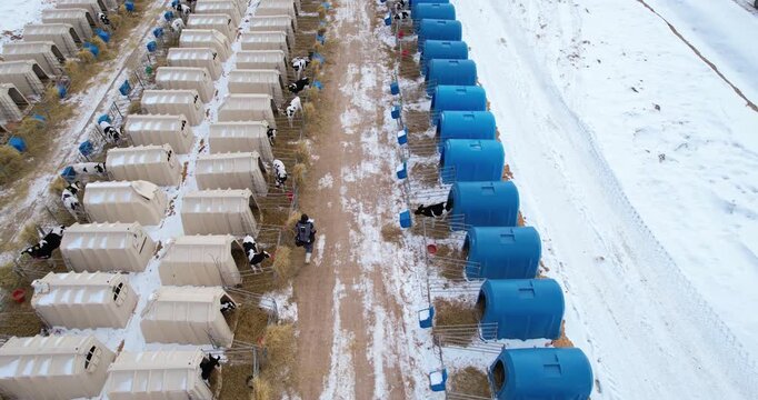 Top-down aerial view of a farm worker tending to calves in rows of plastic hutches during a snowy winter day
