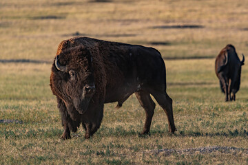 American Bison Grazing in Badlands National Park, South Dakota © Cavan