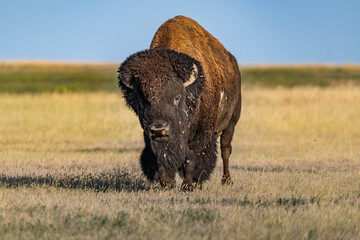 American Bison Grazing in Badlands National Park, South Dakota © Cavan
