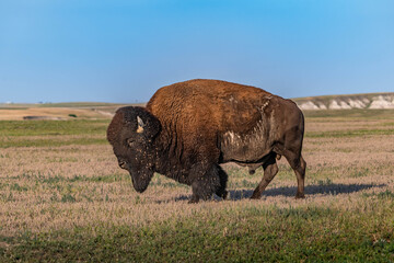 American Bison Grazing in Badlands National Park, South Dakota © Cavan