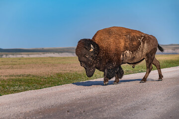 American Bison Grazing in Badlands National Park, South Dakota © Cavan
