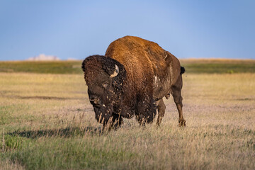 American Bison Grazing in Badlands National Park, South Dakota © Cavan
