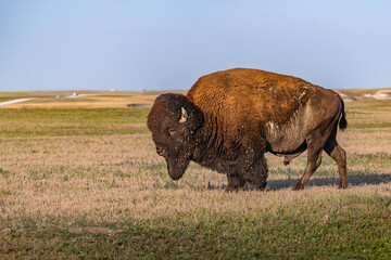 American Bison Grazing in Badlands National Park, South Dakota © Cavan